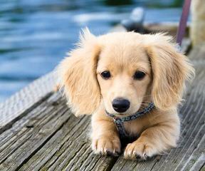 whiteriverenglishgoldens - Dog Breeders