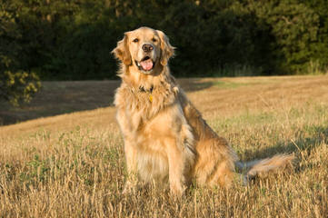 Beautiful Goldens - Dog Breeders