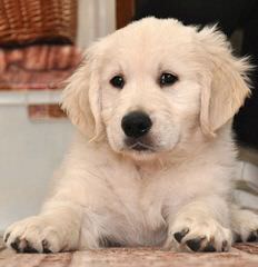 White Golden Retrievers - Dog Breeders