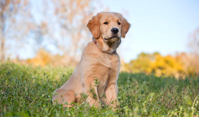 Glamour Goldens - Dog and Puppy Pictures