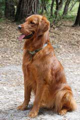 Faded Ash English Golden Retrievers - Dog Breeders