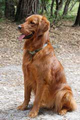 Mapleleaf Goldens - Dog Breeders