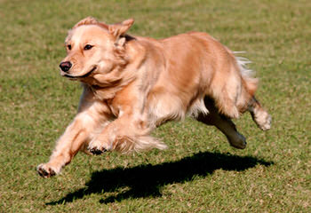 English Cream Golden Retrievers - Dog and Puppy Pictures