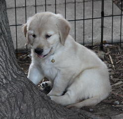 Akc Golden Retriever Puppies - Dog Breeders