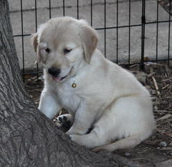 Cockers And Golden Retrievers-Health Guaranteed! - Dog Breeders