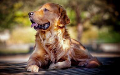 Akc Golden Retriever Puppies Ready To Go! - Dog Breeders