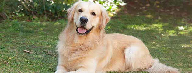 Castlefin Golden Retrievers - Dog Breeders