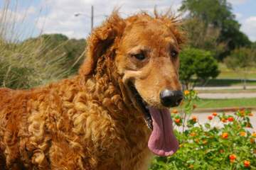 Bobyland Dog Hotel - Dog Breeders