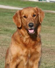 English Cream Golden Retrievers - Dog Breeders