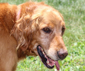 Serene Golden Retriever Puppies - Dog and Puppy Pictures