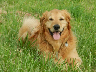 SUNNYFIELDS GOLDENS - Dog Breeders