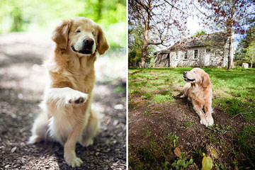 Majestic Goldens of PH - Dog Breeders