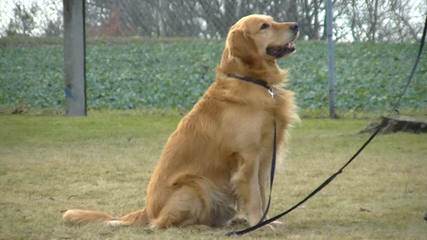 Mapleleaf Goldens - Dog Breeders