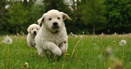 Miniature Golden Retrievers & Comfort Retrievers - Dog Breeders