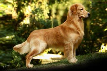 Golden Beauties Driven To Doodles - Dog Breeders
