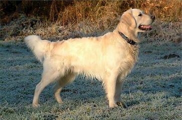 Castlefin Golden Retrievers - Dog Breeders