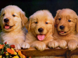 AKC Golden Retriever and Golden Doodles – Puppies and Stud Service - Dog and Puppy Pictures