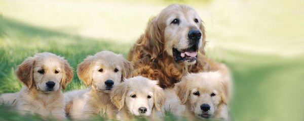 Miniature Golden Retrievers & Comfort Retrievers - Dog Breeders