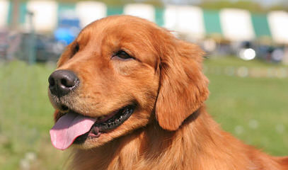 Mapleleaf Goldens - Dog and Puppy Pictures