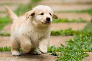 Serene Golden Retriever Puppies - Dog and Puppy Pictures