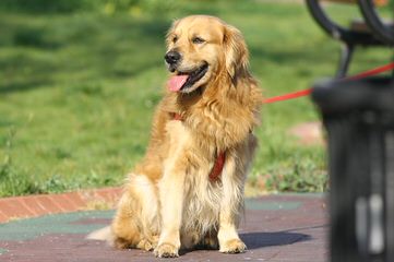 Castlefin Golden Retrievers - Dog Breeders