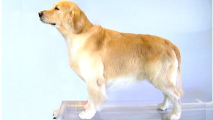 Beautiful Akc Golden Retrievers! - Dog Breeders