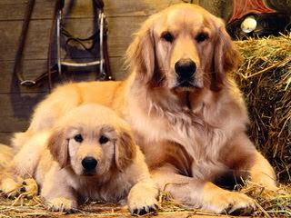Mariannehouse Golden-retriever - Dog Breeders