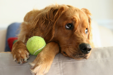 Gorgeous Goldens - Dog and Puppy Pictures