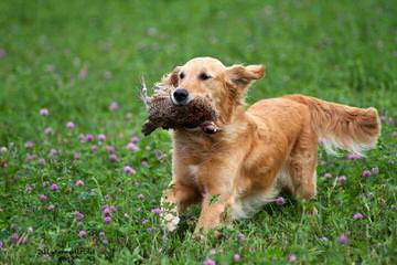 Shadalane Golden Retrievers - Dog Breeders