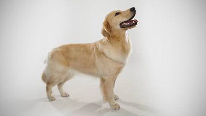 Shadalane Golden Retrievers - Dog Breeders