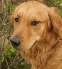 Shadalane Golden Retrievers - Dog and Puppy Pictures