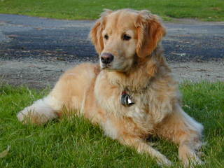 Golden Meadows Retrievers - Dog and Puppy Pictures