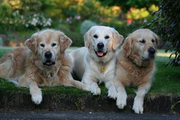 Gray’s Goldens - Dog Breeders