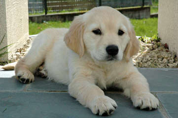 Mapleleaf Goldens - Dog Breeders