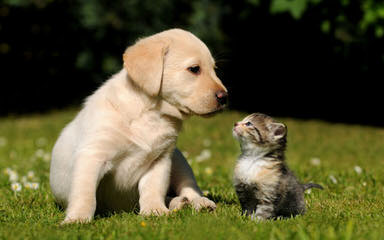 White And Creme And Choc Labradors-Health Guaranteed - Dog Breeders