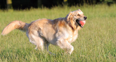 Carolot Golden Retrievers - Dog Breeders