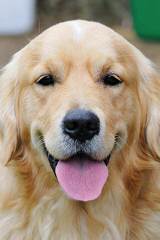 Golden Retriever Puppies - Dog and Puppy Pictures