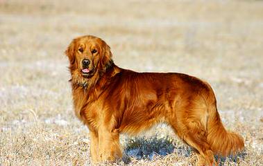 English Cream Golden Retrievers - Dog Breeders