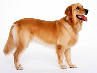 Indiana Goldens - Dog Breeders