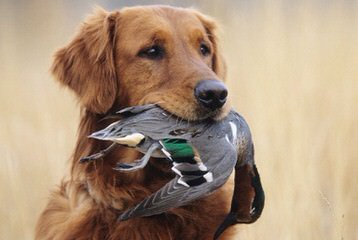 silvanas Goldens - Dog Breeders