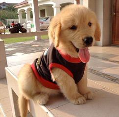 Mapleleaf Goldens - Dog Breeders