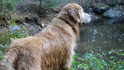 silvanas Goldens - Dog Breeders