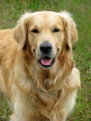 Carolot Golden Retrievers - Dog Breeders