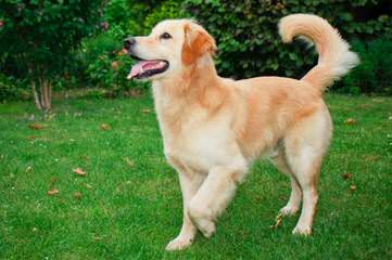 English Cream Golden Retrievers - Dog and Puppy Pictures