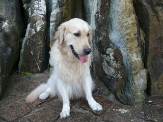 Bakers Golden Retriever Mountain Dogs - Dog Breeders