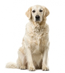 Mapleleaf Goldens - Dog Breeders