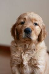 silvanas Goldens - Dog Breeders