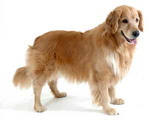 Serene Golden Retriever Puppies - Dog Breeders