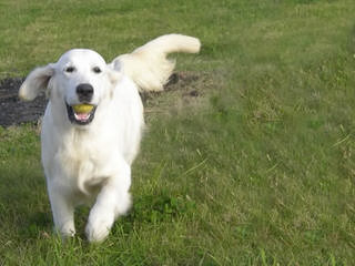 Indiana Goldens - Dog Breeders