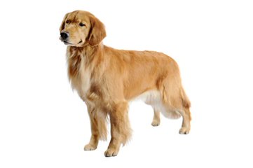 Majestic Goldens of PH - Dog Breeders